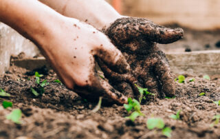 Time To Plant Your Colorado Garden | The Wise Team