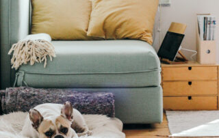 Dog Laying On Dog Bed In Front Of Seafoam Colored Chaise Lounge With Pastel Yellow Pillows